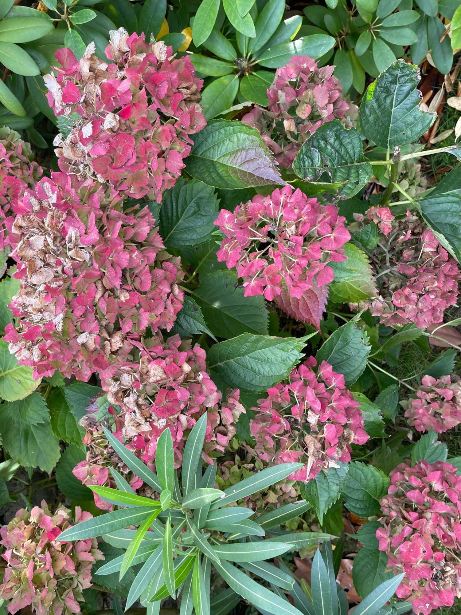 Les Hortensias Espoey Exterior foto